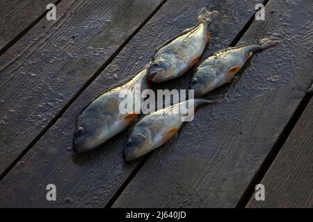 Perch sul fiume su tavole di legno Foto Stock