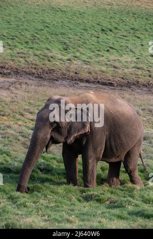 Un elefante asiatico si nutre di erba e gode di solidarietà. La sua pelle ha vecchi segni degli sforzi della sua vita, sembra stanco. Foto Stock