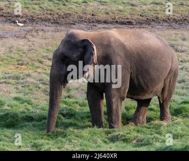 Un elefante asiatico si nutre di erba e gode di solidarietà. La sua pelle ha vecchi segni degli sforzi della sua vita, sembra stanco. Foto Stock