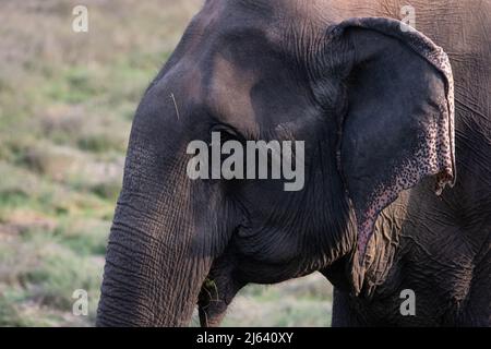 Un elefante asiatico si nutre di erba e gode di solidarietà. La sua pelle ha vecchi segni degli sforzi della sua vita, sembra stanco. Foto Stock