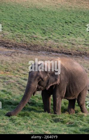 Un elefante asiatico si nutre di erba e gode di solidarietà. La sua pelle ha vecchi segni degli sforzi della sua vita, sembra stanco. Foto Stock