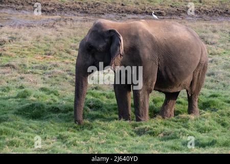 Un elefante asiatico si nutre di erba e gode di solidarietà. La sua pelle ha vecchi segni degli sforzi della sua vita, sembra stanco. Foto Stock