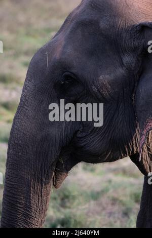 Un elefante asiatico si nutre di erba e gode di solidarietà. La sua pelle ha vecchi segni degli sforzi della sua vita, sembra stanco. Foto Stock