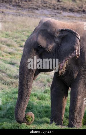 Un elefante asiatico si nutre di erba e gode di solidarietà. La sua pelle ha vecchi segni degli sforzi della sua vita, sembra stanco. Foto Stock