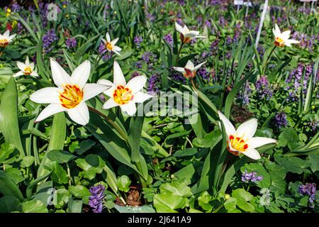 Tulipa kaufmanniana sui prati nel Giardino Apotecario Foto Stock