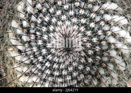 La mamillaria hahniana, la vecchia signora cactus, Foto Stock