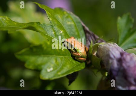 Primo piano di una rana dell'albero del Pacifico (pseudacris regilla) che si nasconde nelle foglie di una pianta della Rosa di Sharon in un giardino dello stato di Washington. Foto Stock