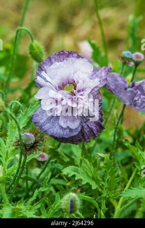 Bella viola pallido doppia fiore stupefacente Grigio fiore (Papavar roeas) in un giardino di casa. Foto Stock