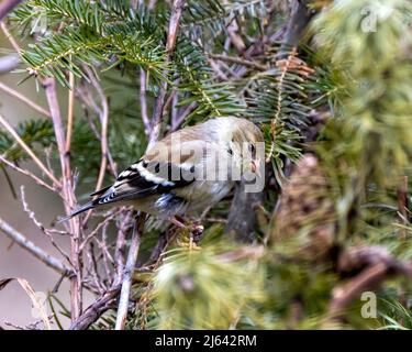 Vista ravvicinata del profilo di Finch, arroccato su un ramo con un fondo di conifere nel suo ambiente e habitat circostante. Foto Stock