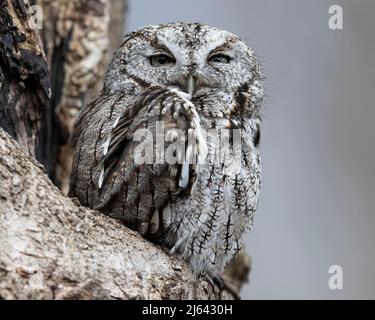 Un urlo orientale che riposa in un albero Foto Stock