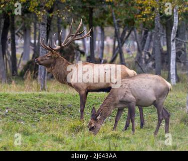 Elk maschio e una mucca femminile nel campo con uno sfondo di foresta sfocata nel loro ambiente e habitat circostante. Ritratto di cervo rosso. Foto Stock