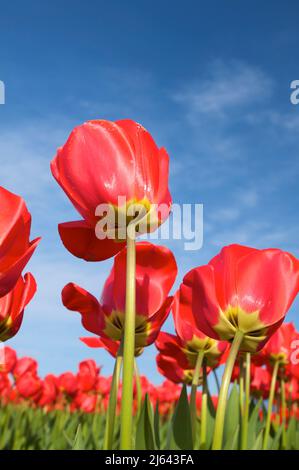 Tulipani rossi di colore audace con basi gialle contro un cielo blu luminoso in una giornata di sole, presi da una prospettiva bassa guardando verso l'alto. Foto Stock