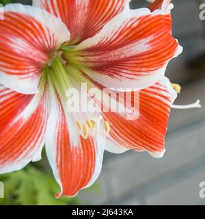 Hippeastrum o amaryllis è un genere di circa 90 specie e oltre 600 ibridi e cultivar di piante erbacee bulbose perenni. Foto Stock