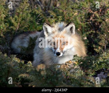 Vista ravvicinata del profilo della testa di Red Fox che circonda i rami dell'ago di conifere e guarda la fotocamera nel suo ambiente. Colpo alla testa. Immagine Fox. Foto Stock