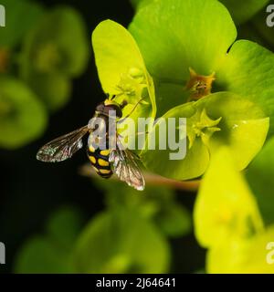 Hoverfly migrante maschile, Eupeodes corollae, nutrendo sui fiori primaverili dello spurge di legno viola, Euphorbia amygdaloides 'Purpurea'; in un giardino Devon Foto Stock