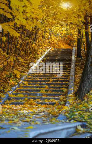 Solitario scalinata in pietra vecchio parco vuoto autunno sotto le foglie, caduta foresta. Concetto di stagioni, nostalgia, sentieri Foto Stock