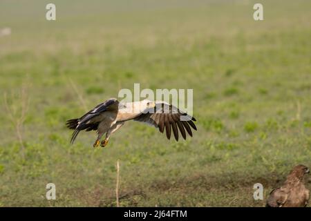 Bruno flying eagle Foto Stock