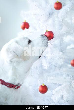 Un bellissimo Labrador Retriever bianco che ispeziona le decorazioni su un albero di Natale. Foto Stock