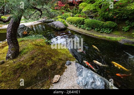 Kyoto Prefectural Guest House Garden - questo piccolo giardino è centrale intorno ad un laghetto carpe con una teahouse che si affaccia su una collina sullo sfondo. Là Foto Stock