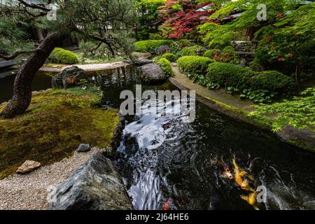 Kyoto Prefectural Guest House Garden - questo piccolo giardino è centrale intorno ad un laghetto carpe con una teahouse che si affaccia su una collina sullo sfondo. Là Foto Stock