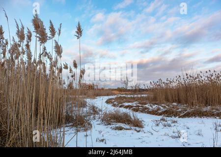 Canne secche e soffici, erba gatto-coda su paesaggio innevato selvaggio. Botanica naturale d'inverno con sfondo panoramico e colorato cielo nuvoloso al tramonto Foto Stock