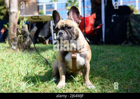 Un bulldog francese beige siede sull'erba nel parco e guarda con attenzione a destra. Foto Stock