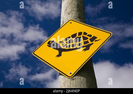 Tartaruga gialla e nera che attraversa il simbolo del pittogramma su un palo del telefono. Foto Stock