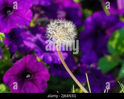 Un'immagine colorata di una testa di dente di leone andato a seme, contro un profondo porpora, Petunia giardino sfondo. Foto Stock