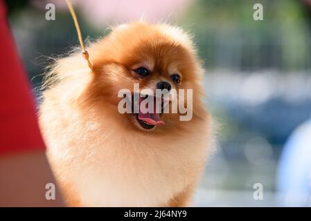 Allegro, giocoso e bel cane della razza Pomerania con la lingua appesa su un guinzaglio. Primo piano. Foto Stock