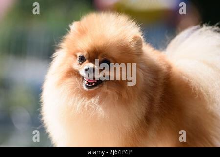 Una bella Pomerania rossa è illuminata dal luminoso sole estivo. Primo piano. Foto Stock