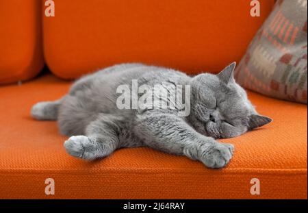 Gatto grigio shorthair che dorme sul divano. Foto Stock