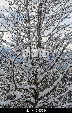 Vista di Banff Park lungo la Bow Valley Parkway in inverno Foto Stock