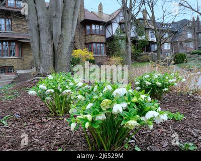 Hellebore, un fiore perenne primaverile che è duro e resistente al gelo Foto Stock