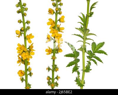 Fiori gialli di agrimonia comune isolato su bianco, Agrimonia eupatoria Foto Stock