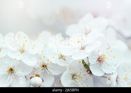 Sfondo primaverile con fiori bianchi e rami sunbeamson di ciliegia fiorente macro con fondo soft focus. Biglietti d'auguri di Pasqua e di primavera. Foto Stock
