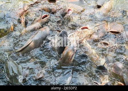 Pesce gatto mangiando cibo nella fattoria di pesce gatto, alimenta molti pesci di acqua dolce agricoltura acquacoltura, pesce gatto galleggiando per respirare sulla cima acqua nel lago vicino ri Foto Stock