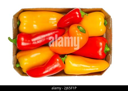 Snacking mini peperoni dolci, in vassoio di cartone maturi, peperoni freschi in tre colori, chiamati anche capsicum, frutta di verdura Capsicum annuum. Foto Stock