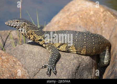 Monitorare la lucertola crogiolandosi al sole Foto Stock