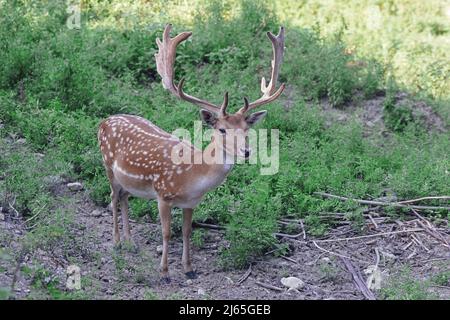 Esemplare maschile di cervo da favola europeo, Dama dama, Cervidae Foto Stock