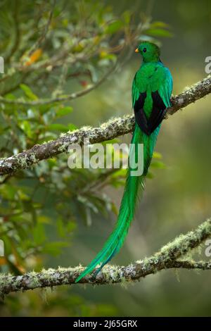 Magnifico uccello sacro verde e rosso splendente Quetzal (Pharomachrus mocinno) da Savegre in Costa Rica con coda molto lunga Foto Stock