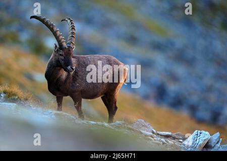 Antler Alpine Ibex, Capra Ibex, con rocce grigie sullo sfondo, Parco Nazionale Gran Paradiso, Italia Foto Stock