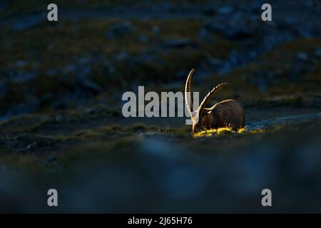 Stambecco, Capra stambecco, animale alpino con rocce colorate sullo sfondo, animale nell'habitat naturale della pietra, bella luce del sole del mattino, alba in t Foto Stock