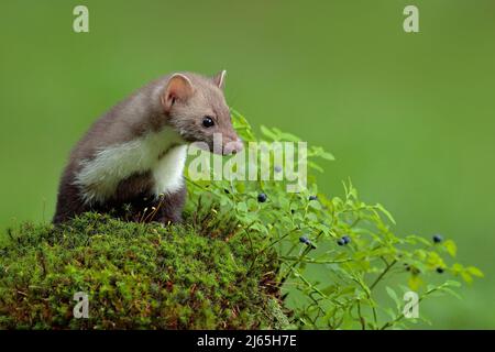 Faggetto, martes foina, e mirtillo con fondo verde chiaro. Martora di pietra, ritratto di dettaglio di animale foresta. Piccolo predatore seduto sul gr Foto Stock