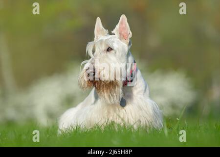 Bianco, wheaten scozzese terrier, cane carino su prato verde erba, fiore bianco sullo sfondo, Scozia, Regno Unito Foto Stock