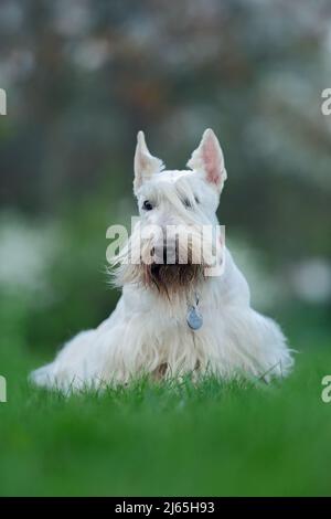 Scottish terrier, bianco, cane carino wheaten su prato verde erba, fiore bianco sullo sfondo, Scozia, Regno Unito Foto Stock
