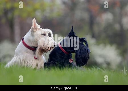 Cane bianco e nero (wheaten), coppia di bel terrier scozzese, seduto sul prato verde erba, foresta di fiori sullo sfondo Foto Stock