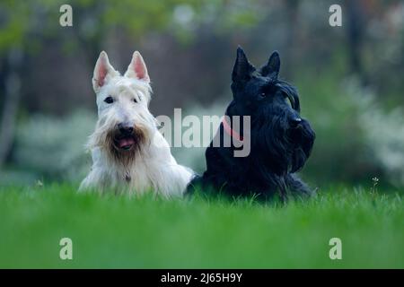 Coppia di cane bianco e nero (wheaten), bellissimo terrier scozzese, seduta su prato verde erba, foresta di fiori sullo sfondo, Scozia, United Kin Foto Stock