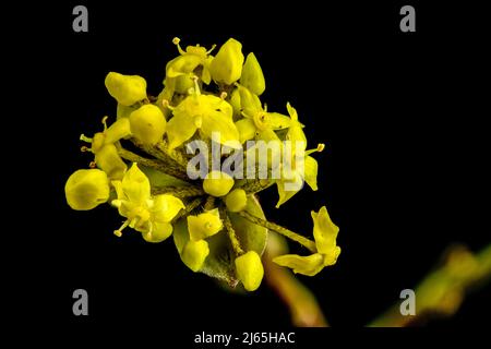 Primo piano dei fiori di Cornus mas o cornello europeo Foto Stock