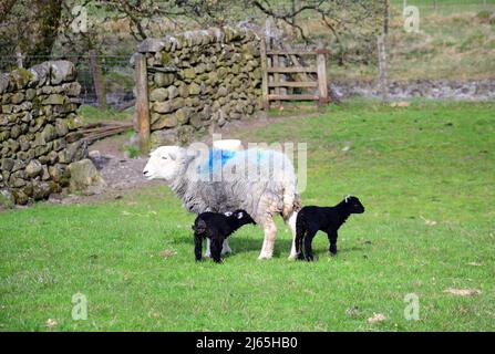 Herdwick Sheep e agnelli di nuova nascita nel Lake District, Cumbria, Inghilterra, Regno Unito, Isole britanniche, Durante la stagione primaverile della laminazione. Farmers Weekly riferisce che: "Gli auctioneers dicono la crescita dell'erba e i valori più forti dell'agnello fino ad aprile hanno contribuito a snellire i prezzi.” Il prezzo dell'agnello 2022 è ben al di sopra della media di cinque anni. Foto Stock