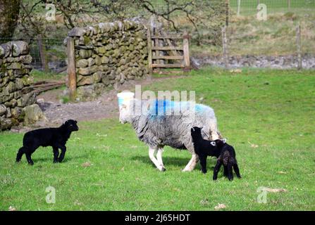 Herdwick Sheep e agnelli di nuova nascita nel Lake District, Cumbria, Inghilterra, Regno Unito, Isole britanniche, Durante la stagione primaverile della laminazione. Farmers Weekly riferisce che: "Gli auctioneers dicono la crescita dell'erba e i valori più forti dell'agnello fino ad aprile hanno contribuito a snellire i prezzi.” Il prezzo dell'agnello 2022 è ben al di sopra della media di cinque anni. Foto Stock